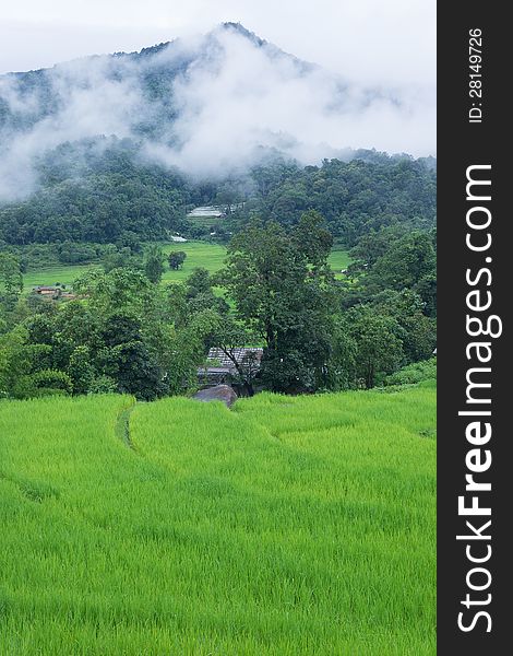 Green rice paddy terrace in Thailand