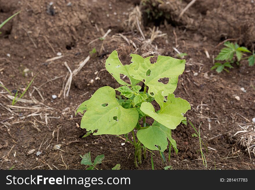 Agricultural Challenge: Close-Up of Young Bean Plant with Pest Damage