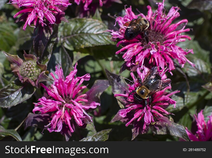 Multiple pink flowers with two bumble bees on top of the flowers located in Kernersville North Carolina