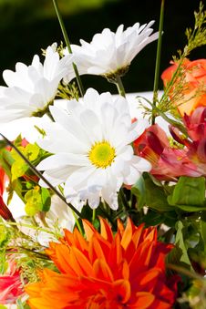 Orange And White Flowers Stock Images Orange And White Flowers Stock Images