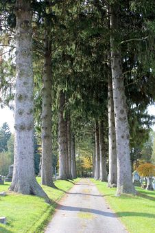 Gorgeous Tall Pines At The Cemetary Stock Images Gorgeous Tall Pines At The Cemetary Stock Images