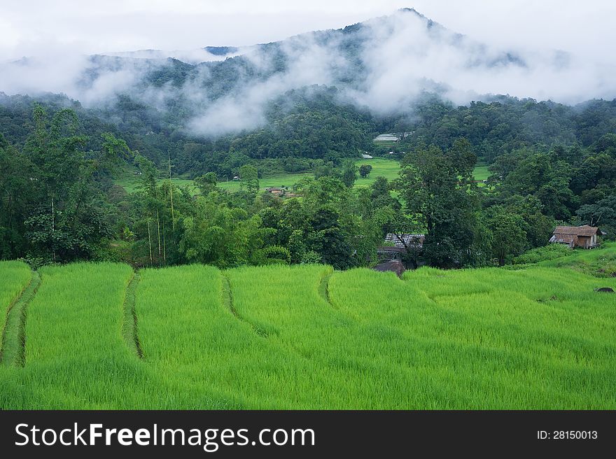 Terraced rice farm in country side, Thailand