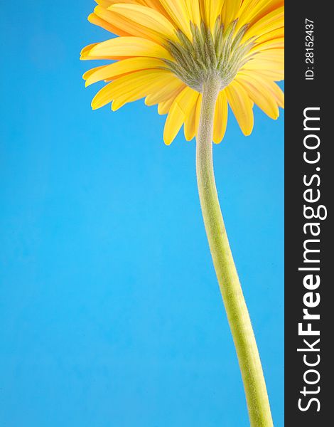 Yellow gerbera in morning light on blue background