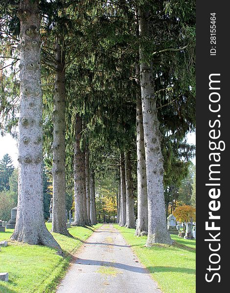 Tall gorgeous pine trees lining the walkway in an old cemetary on a sunny fall day. Tall gorgeous pine trees lining the walkway in an old cemetary on a sunny fall day.