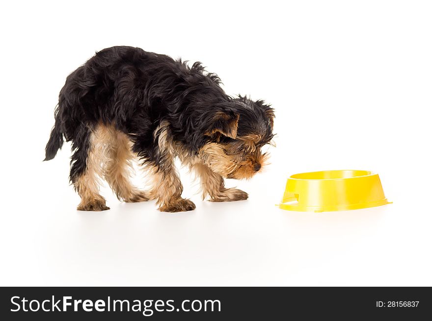 Yorkshire terriers with a bowl isolated on white background