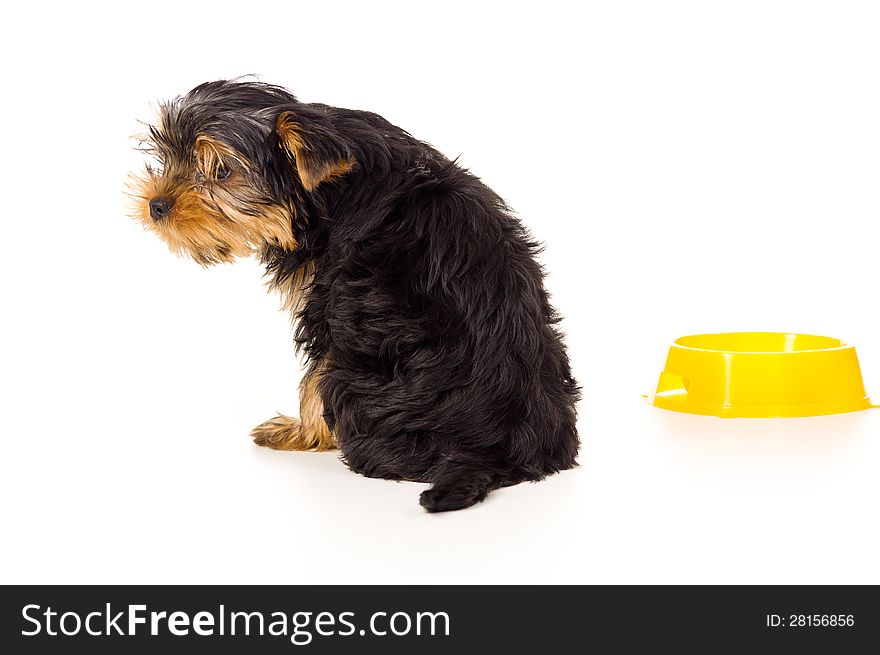 Yorkshire terrier sitting with a bowl. Yorkshire terrier sitting with a bowl