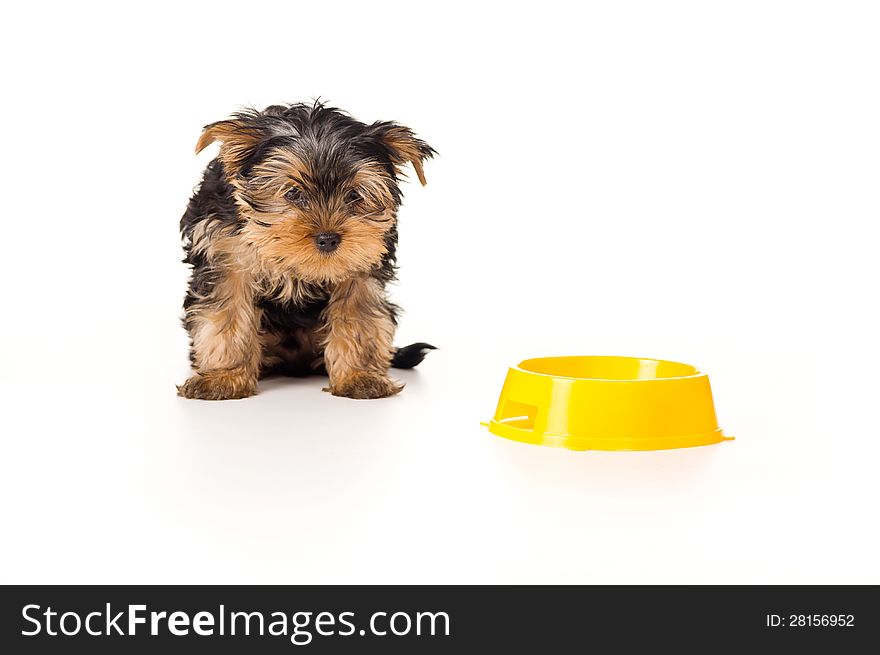 Yorkshire terrier looking down isolated