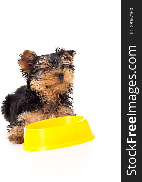 Yorkshire terrier puppy with a bowl