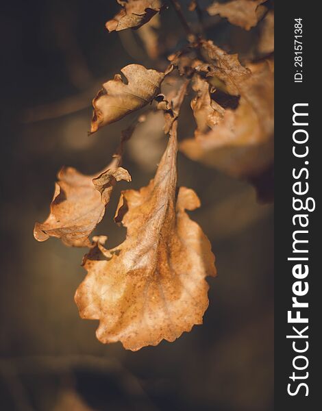 Yellowed autumn dry leaves // vertical photo