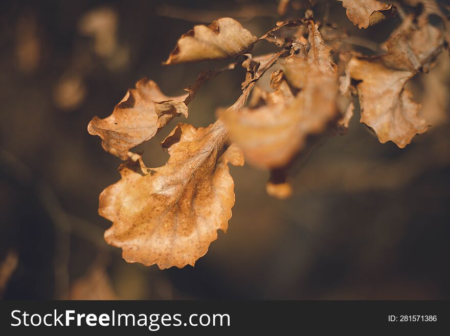 Yellowed Autumn Dry Leaves // Horizontal Photo