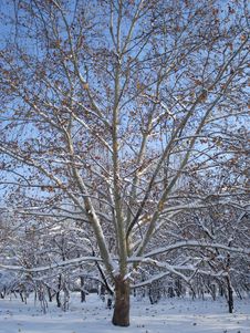 Sycamore Covered By Snow Stock Photo