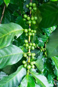 Unripe Coffee Beans On The Branch Royalty Free Stock Photo