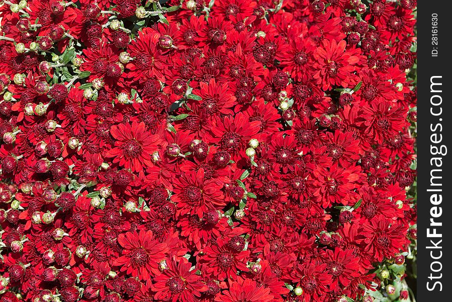 Flowers of red daisies background. Flowers of red daisies background