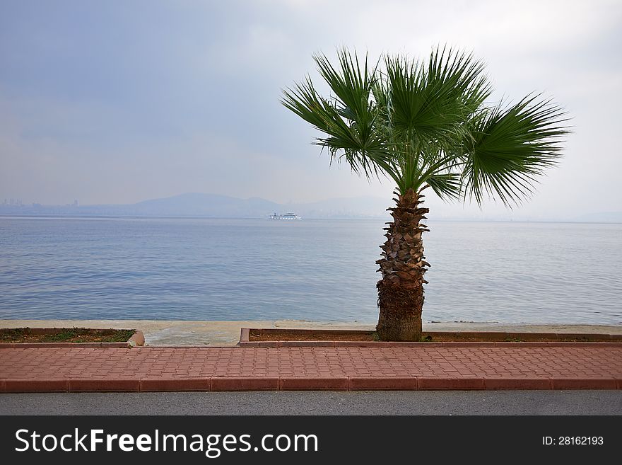 Palm tree on the beach in Turkey