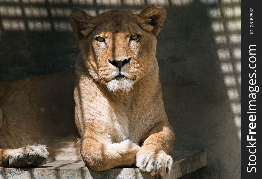 Lying lioness resting in the afternoon sun