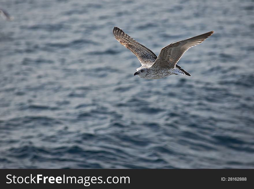 Seagull on a background beautiful sky