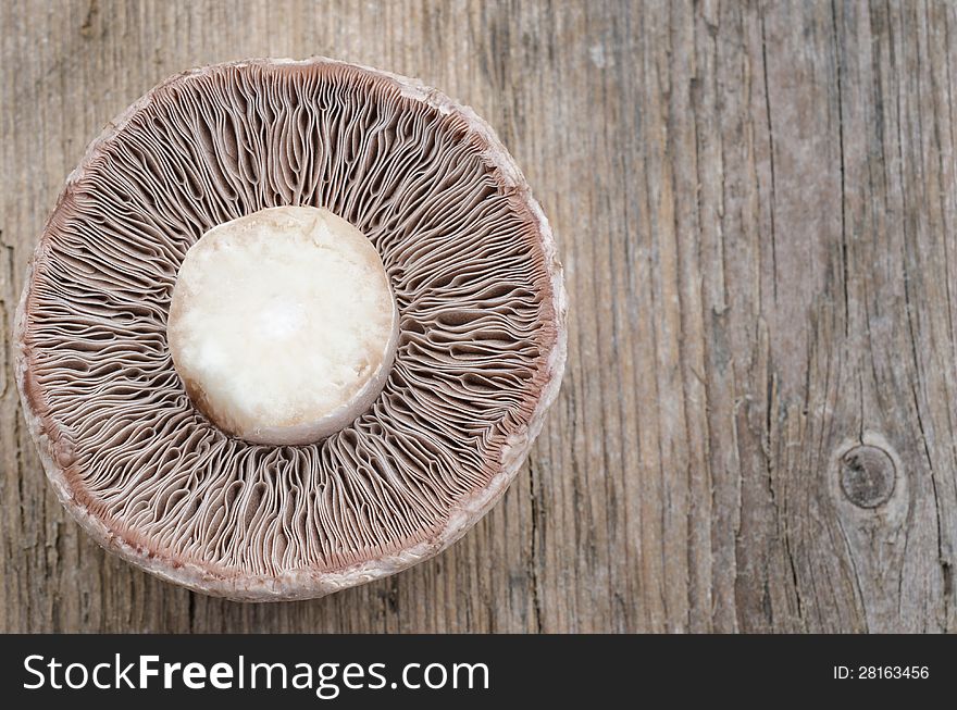Mushroom champignon