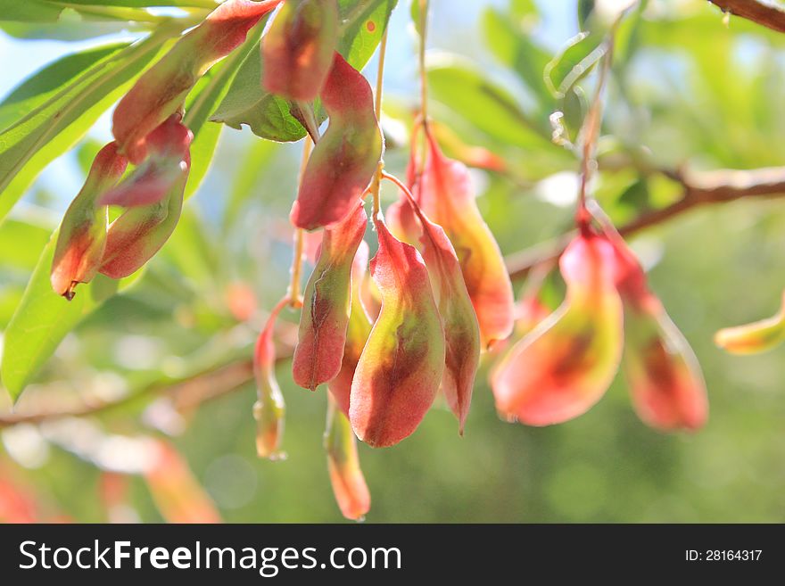 Young seed pods from the Combretum Hereroensis tree found in Namibia, Africa. This during the Summer Season of Southern Africa. Young seed pods from the Combretum Hereroensis tree found in Namibia, Africa. This during the Summer Season of Southern Africa.