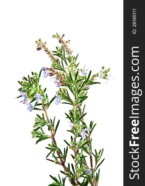 Flowering rosemary bush with blue flowers shot against a white background