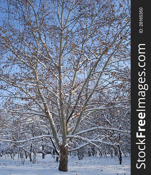 Sycamore covered by snow in a park