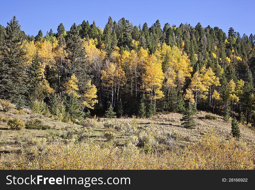 Aspen Trees atop La Veta Pass, Colorado. Aspen Trees atop La Veta Pass, Colorado