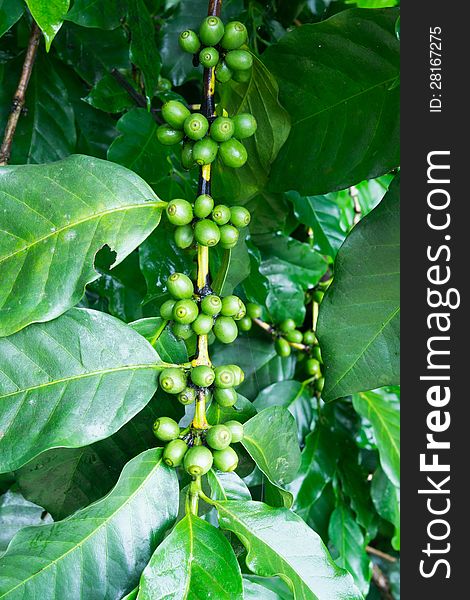 Unripe coffee beans on the branch. Coffee is grown by Thai hill tribe people.