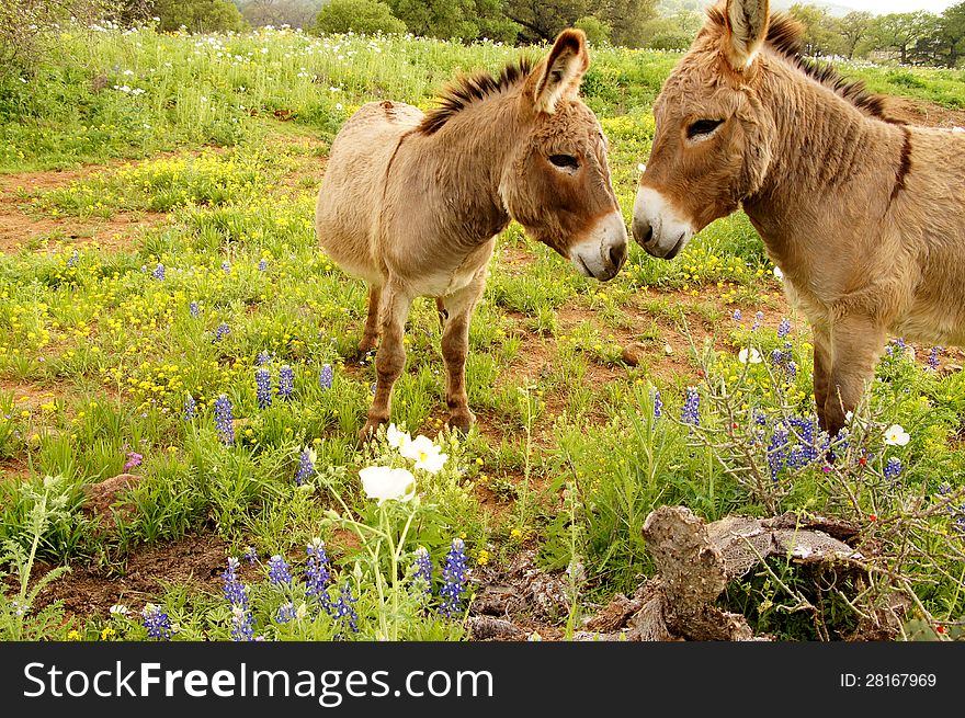 Cute kissing donkeys in field with bluebell flowers.