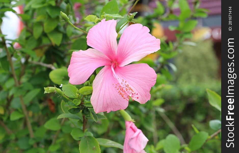 Flower Of Hibiscus And Green Leave Background