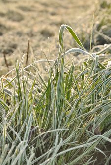 Hoarfrost On Grass Stock Photo