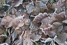 Frosty Autumn Leaves Royalty Free Stock Image Frosty Autumn Leaves Royalty Free Stock Image