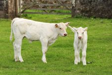 Blonde Cattle Calfs, Scotland Stock Image