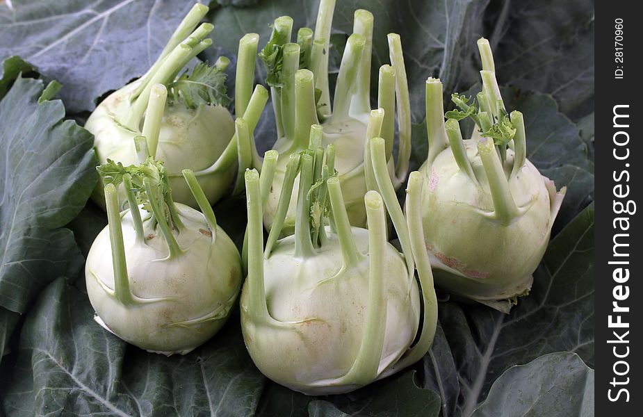 Fresh, organic, vegetable crop of kohlrabi(brassica oleracea) with leaves cut of from the stem