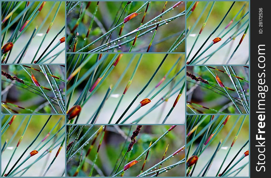 Collage of  bamboo grass pictures