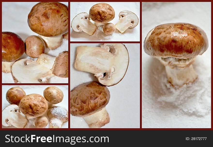 Collage of fresh brown mushrooms