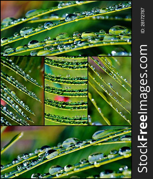Close up of raindrops on palm leafs