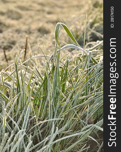 Hoarfrost On Grass