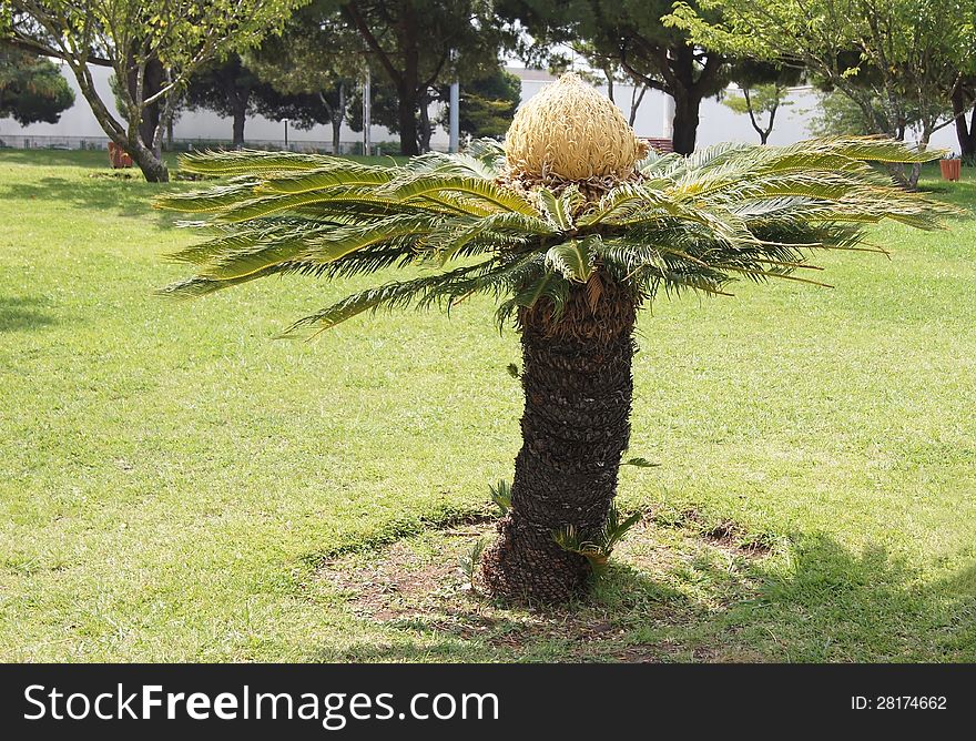 Mini palm in garden on lawn