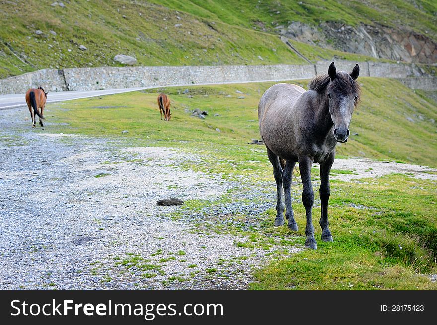 Mountain road with green grass and wild horses being free.