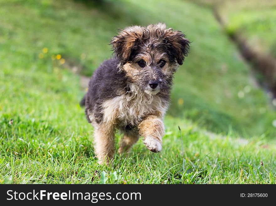 Little curly dog running on the lawn. Little curly dog running on the lawn