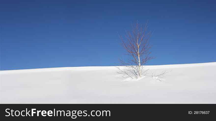 Lonely birch tree in the snow with a background of blue sky. Lonely birch tree in the snow with a background of blue sky
