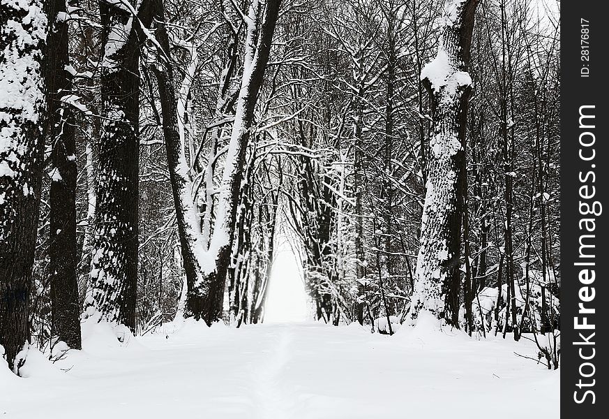 Snowy trees in winter park alley