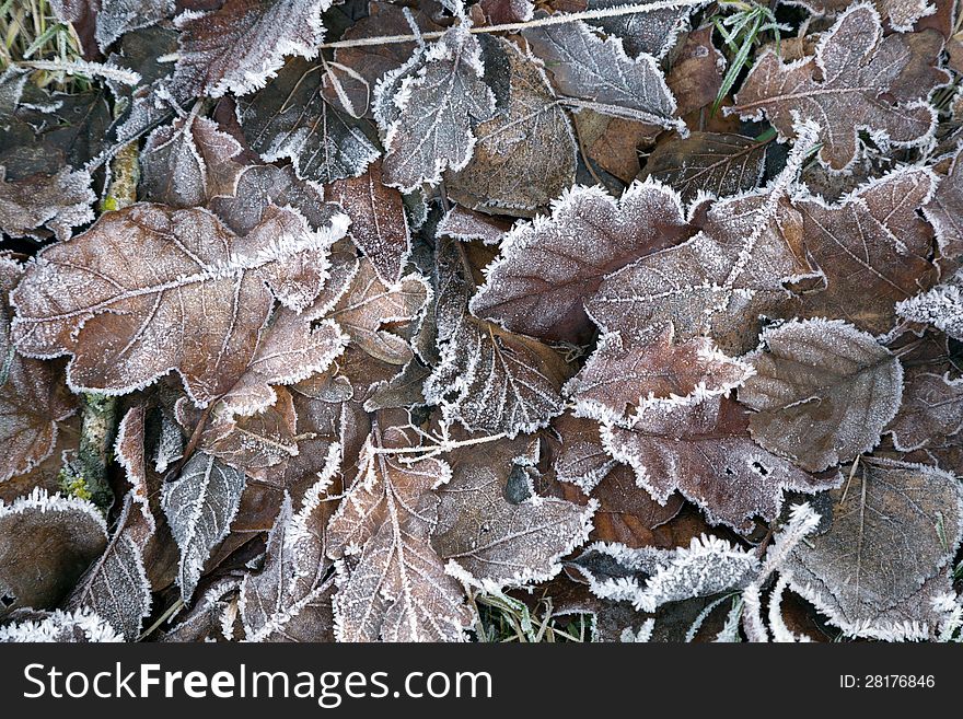 Hoar frost covering autumn leaves. Hoar frost covering autumn leaves.