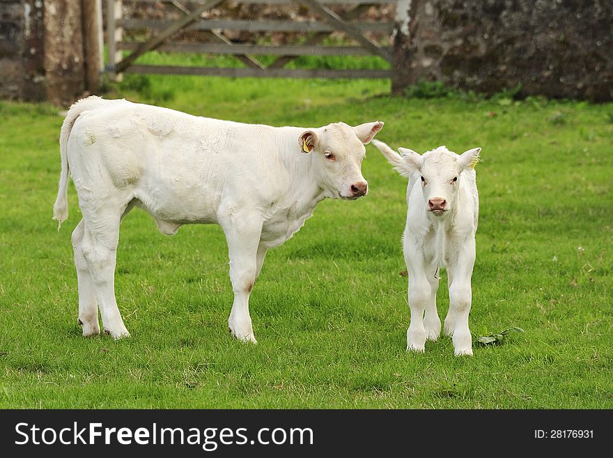 Blonde cattle calfs, Scotland