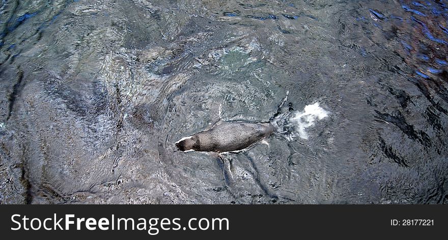 Penguin swimming in the water
in aquapark, Lisbon, Portugal. Penguin swimming in the water
in aquapark, Lisbon, Portugal