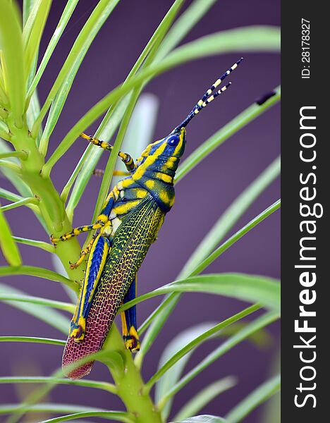 Painted Grasshopper or Poekilocerus pictus on oleander branch during monsoon, India.