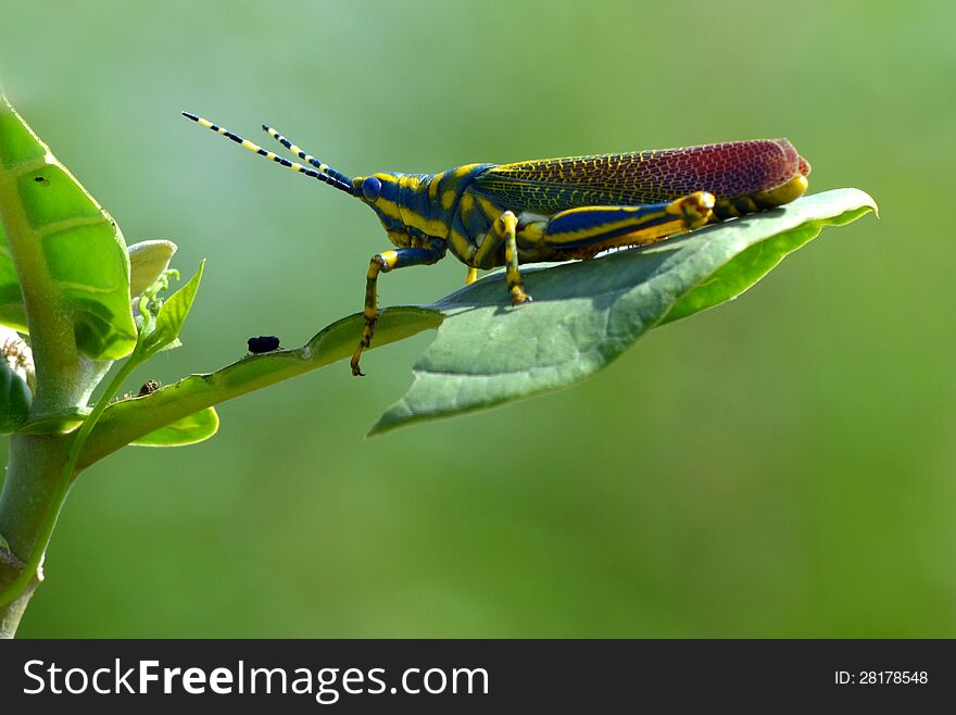 Painted Grasshopperor Poekilocerus with its half eaten leaf, during monsoon days, India.