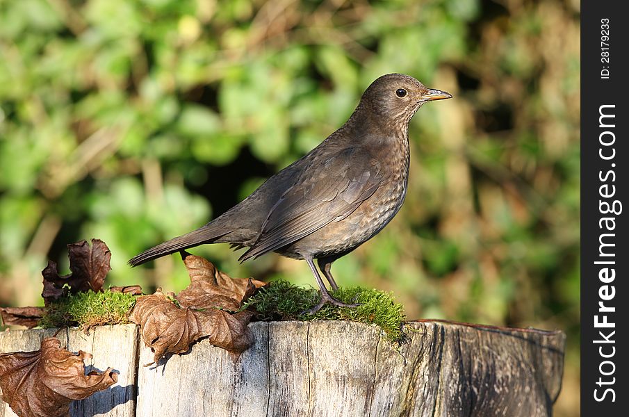 Close up of a female Blackbird on a tree stump in autumn