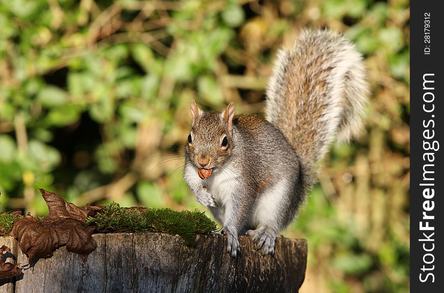 Portrait of a Grey Squirrel eating peanuts in Autumn