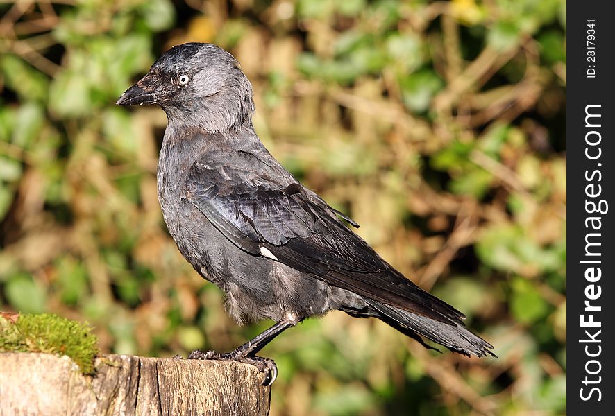 Portrait of a very old Jackdaw on a tree stump in autumn