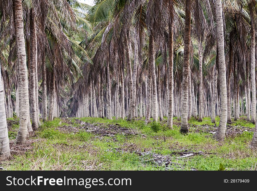 Landscape of large plantation of coconut, Brazil